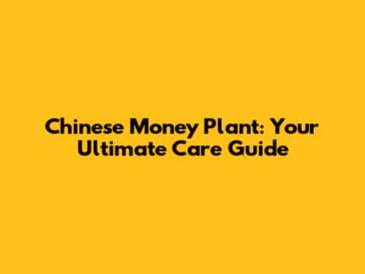 Chinese Money Plant: Your Ultimate Care Guide