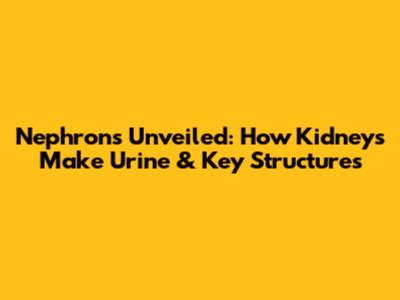 Nephrons Unveiled: How Kidneys Make Urine & Key Structures