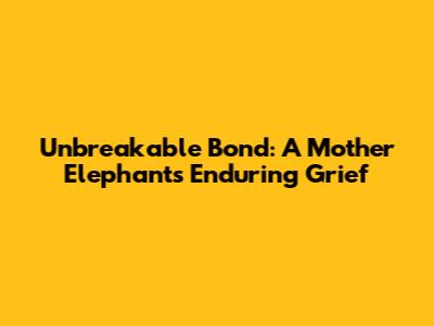 Unbreakable Bond: A Mother Elephant's Enduring Grief