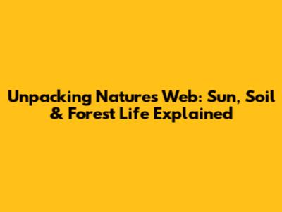 Unpacking Nature's Web: Sun, Soil & Forest Life Explained