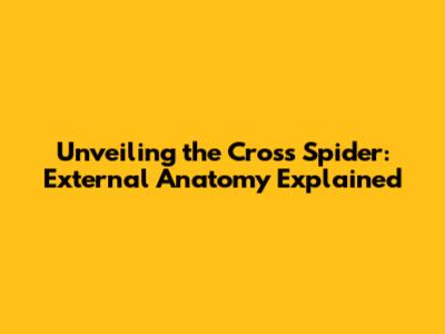 Unveiling the Cross Spider: External Anatomy Explained