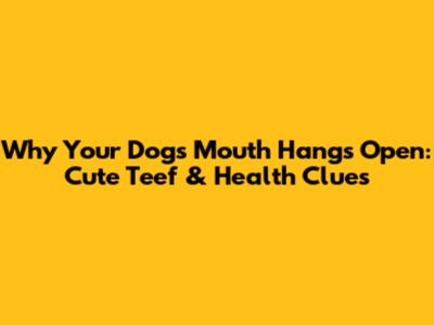 Why Your Dog's Mouth Hangs Open: Cute Teef & Health Clues